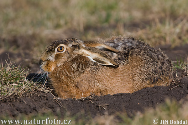 Europæisk hare