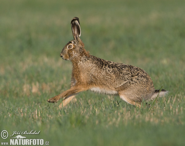 Europæisk hare