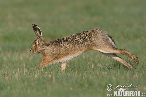 Europæisk hare