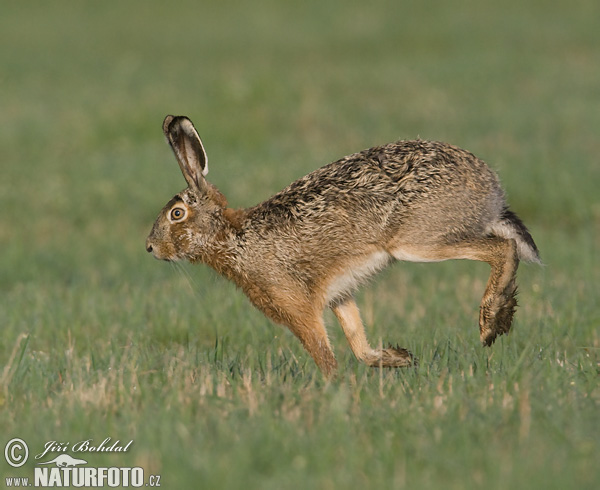 Europæisk hare