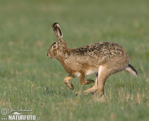 Europæisk hare