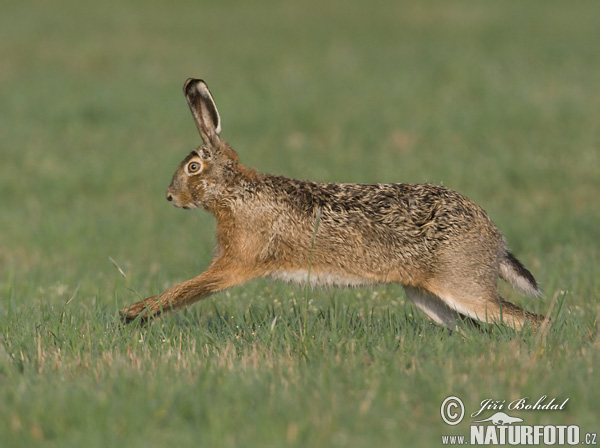 Europæisk hare