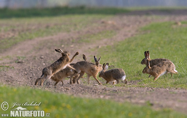 Europæisk hare