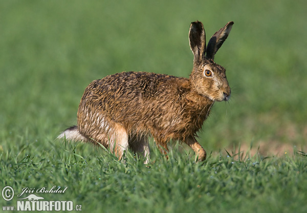 Europæisk hare