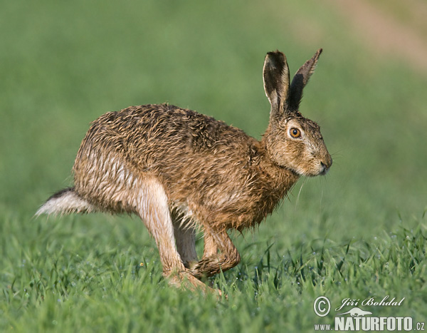 Europæisk hare