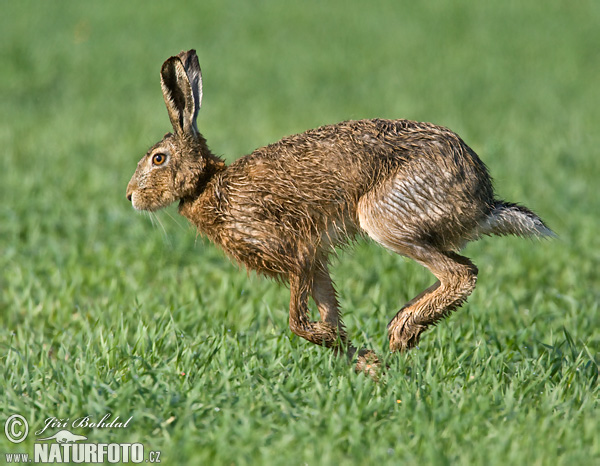 Europæisk hare