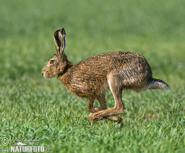 Europæisk hare