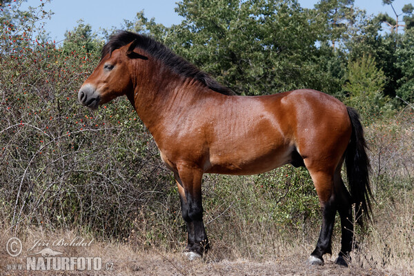 Exmoor Pony (Equus ferus f. caballus)