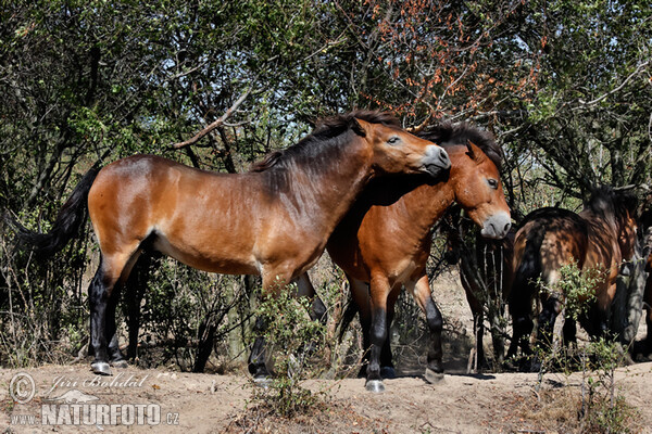 Exmoor Pony (Equus ferus f. caballus)