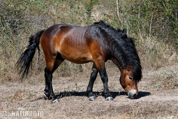 Exmoor Pony (Equus ferus f. caballus)