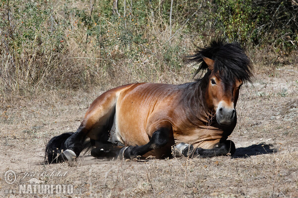 Exmoor Pony (Equus ferus f. caballus)