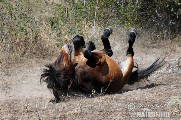 Exmoor Pony (Equus ferus f. caballus)