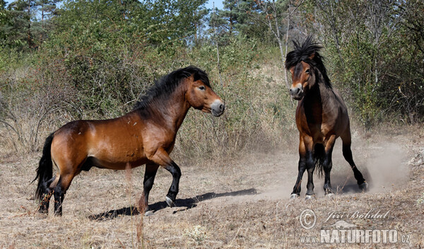 Exmoor Pony (Equus ferus f. caballus)