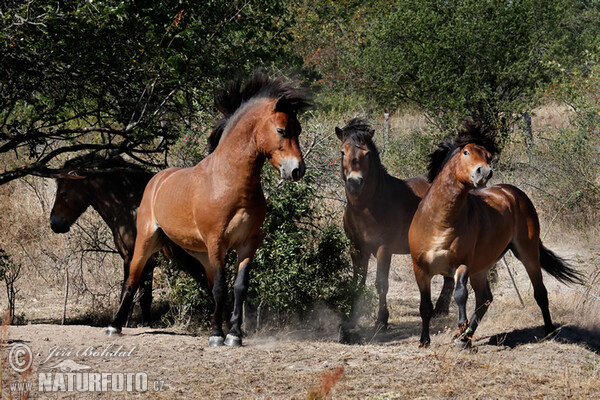 Exmoor Pony (Equus ferus f. caballus)