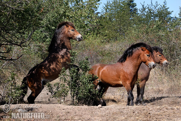 Exmoor Pony (Equus ferus f. caballus)