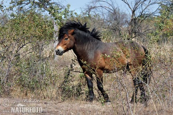 Exmoor Pony (Equus ferus f. caballus)