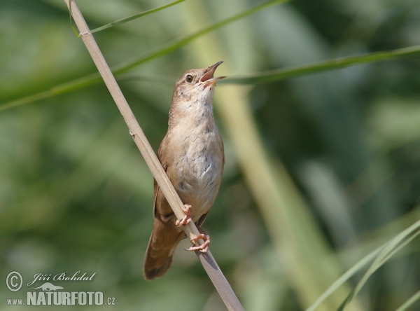 Felosa-unicolor