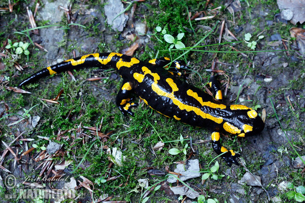 Feuersalamander