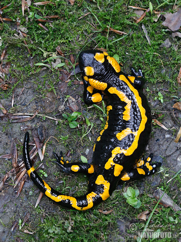 Feuersalamander