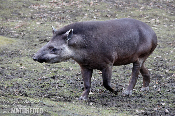 Flachlandtapir