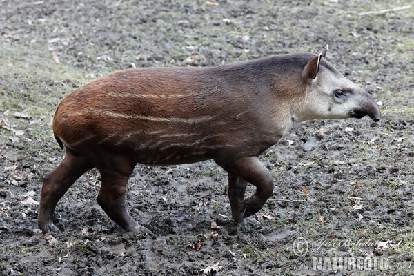 Flachlandtapir