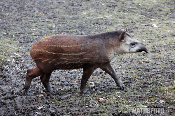 Flachlandtapir