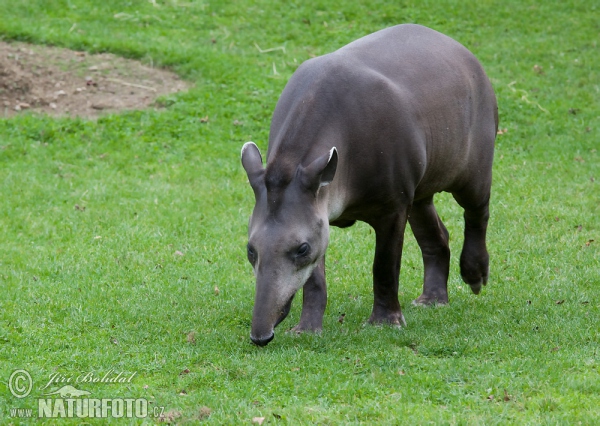 Flachlandtapir