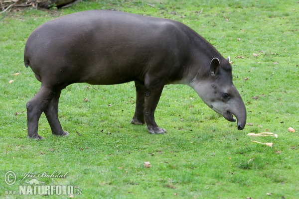 Flachlandtapir