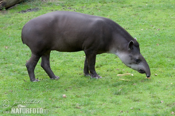 Flachlandtapir