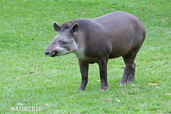 Flachlandtapir