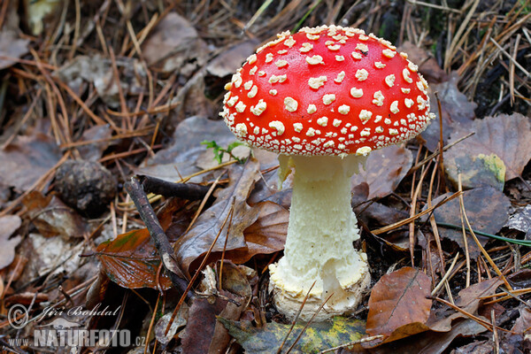 Fly Agaric Mushroom (Amanita muscaria)