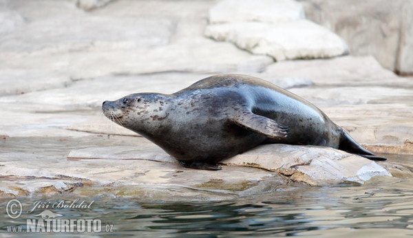 Foca común