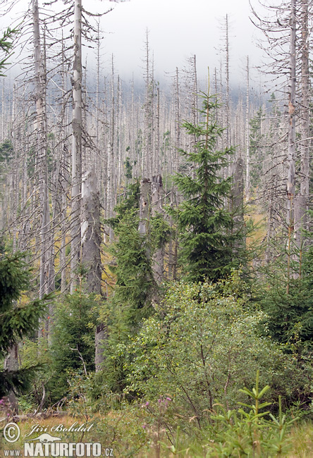 Forêt de Bohême