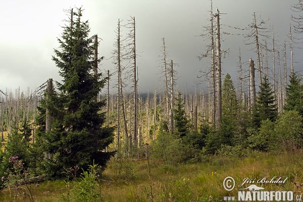 Forêt de Bohême