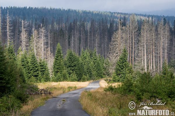 Forêt de Bohême