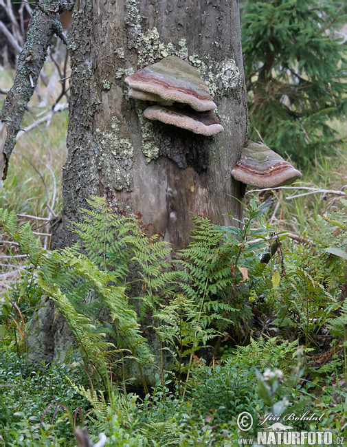 Forêt de Bohême