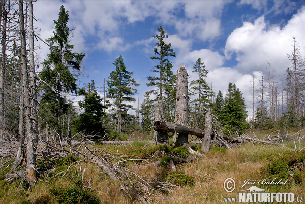 Forêt de Bohême