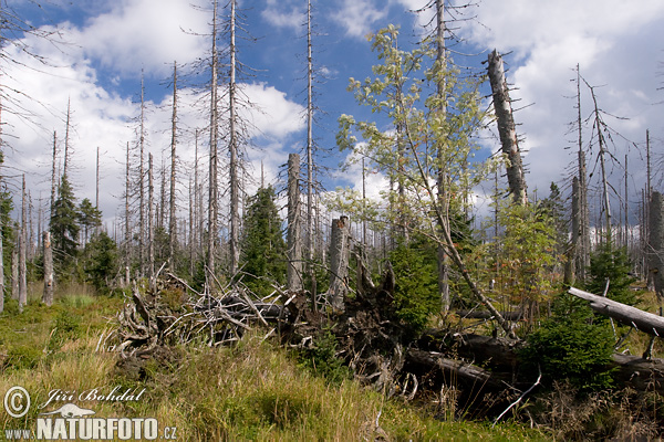 Forêt de Bohême