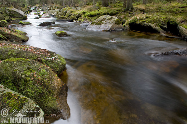 Forêt de Bohême