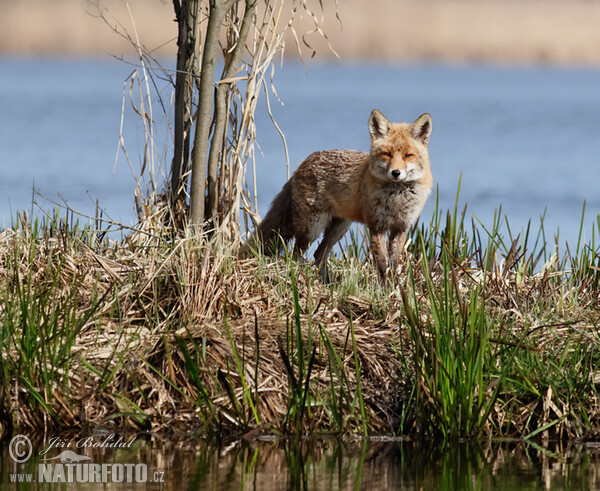 Fox (Vulpes vulpes)