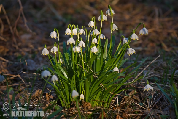 Frühlings-Knotenblume