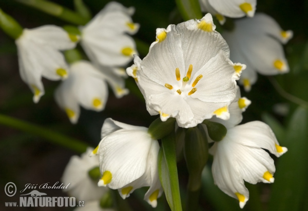 Frühlings-Knotenblume