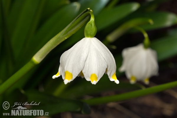 Frühlings-Knotenblume