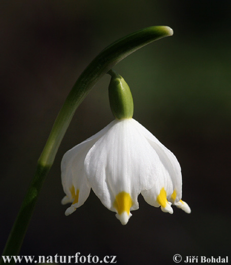 Frühlings-Knotenblume