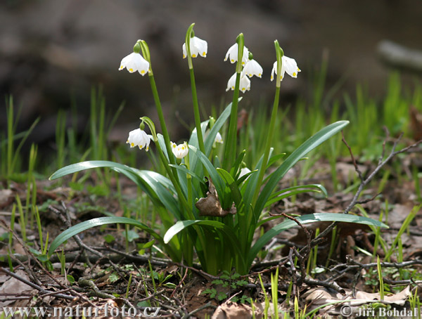 Frühlings-Knotenblume