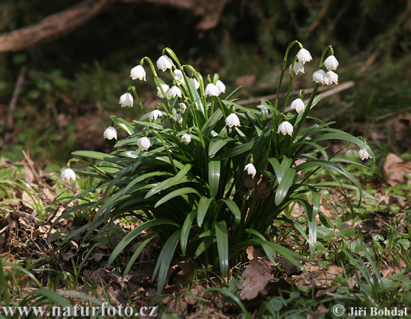 Frühlings-Knotenblume