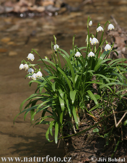 Frühlings-Knotenblume