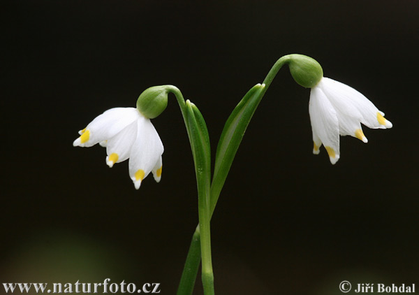 Frühlings-Knotenblume