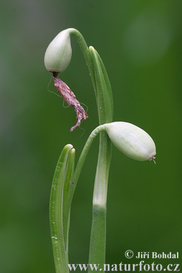 Frühlings-Knotenblume