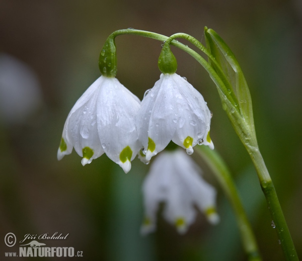 Frühlings-Knotenblume